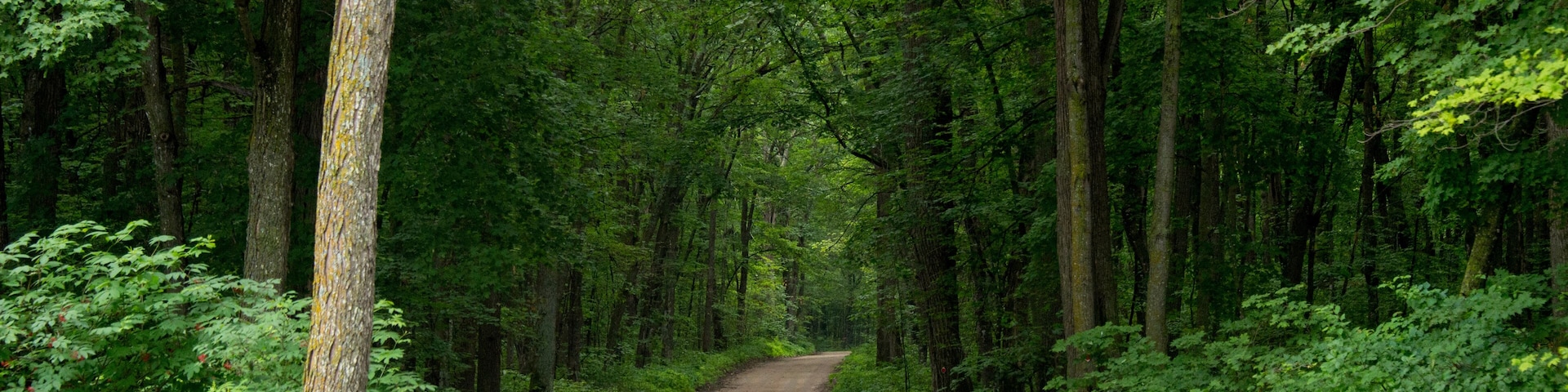 A dirt road to Trader's Bay Resort near Walker, Minnesota, USA; Minnesota, United States of America