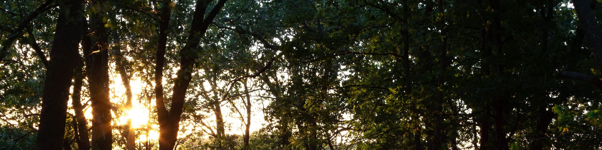 Sunset in the Forest by Water in Wilmar, Minnesota