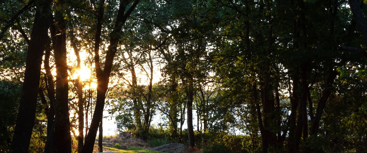 A forest path with sunlight filtering through trees.