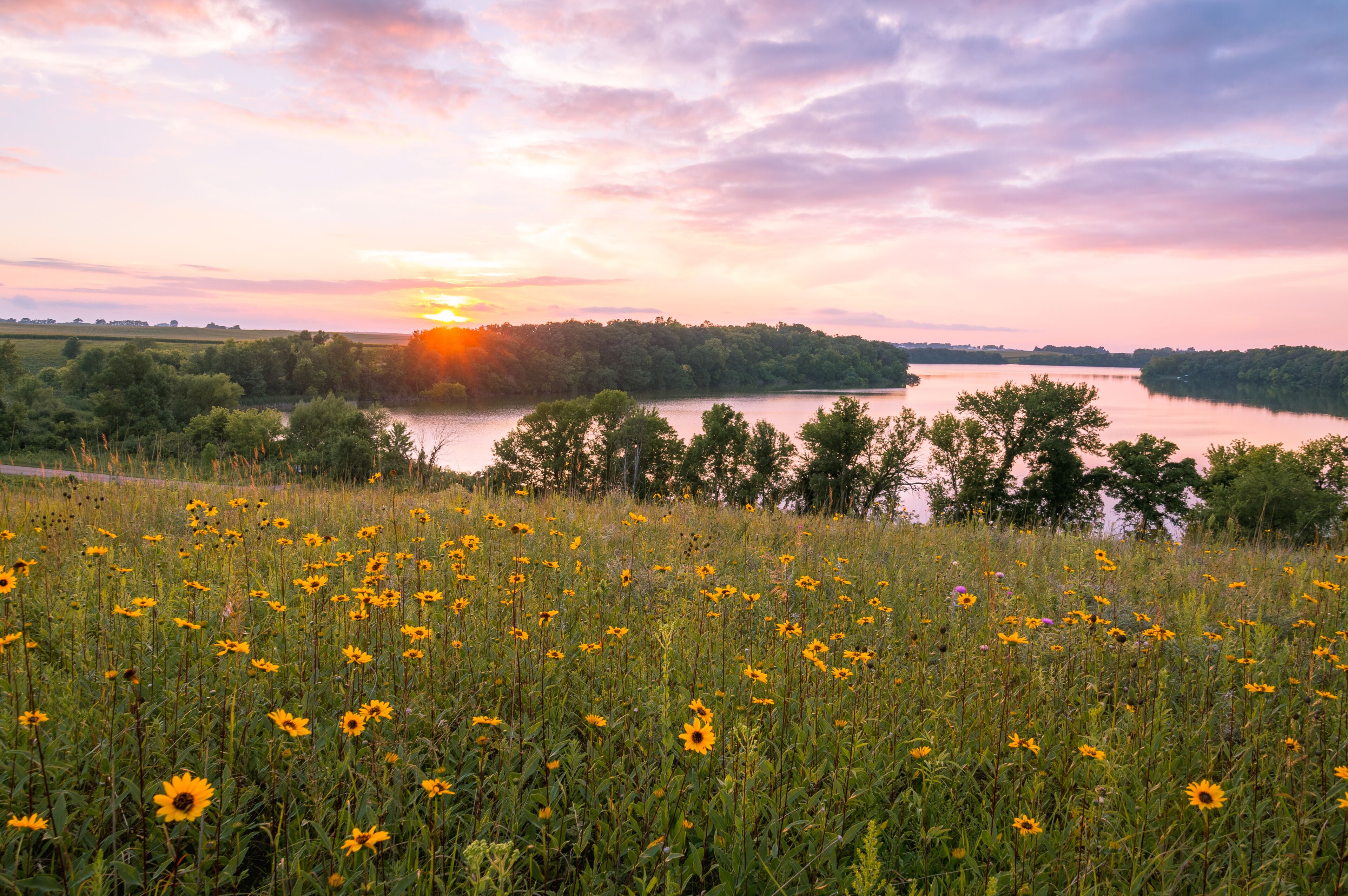 Minnesota Wild Flowers and Lake
