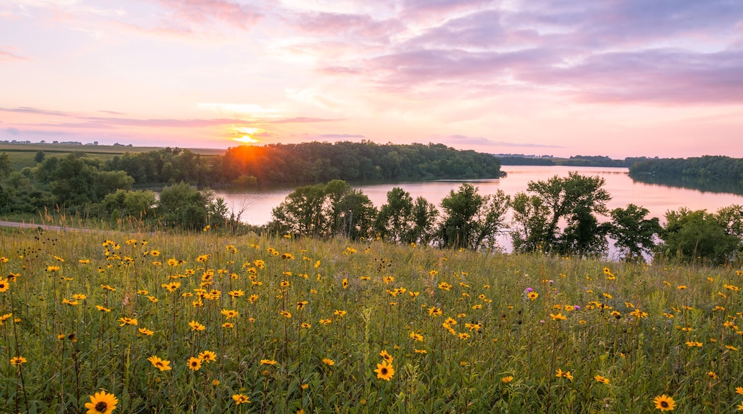 Minnesota Wild Flowers and Lake