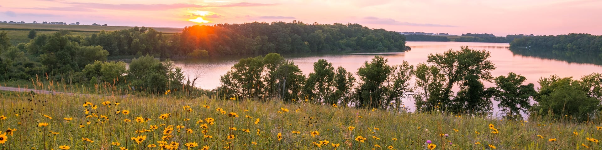Minnesota Wild Flowers and Lake