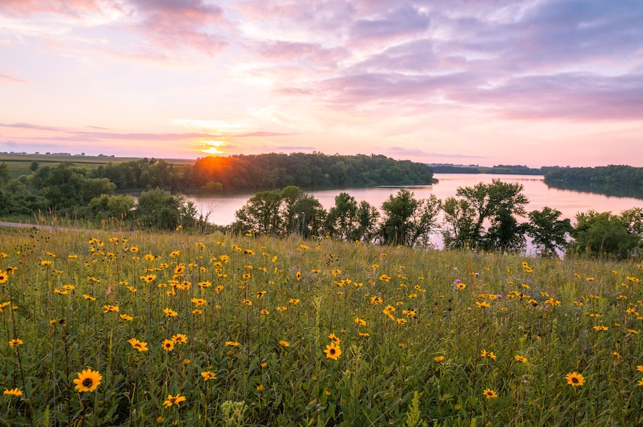 Minnesota Wild Flowers and Lake