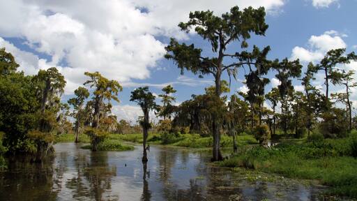 Maurepas Swamp, Lousiana