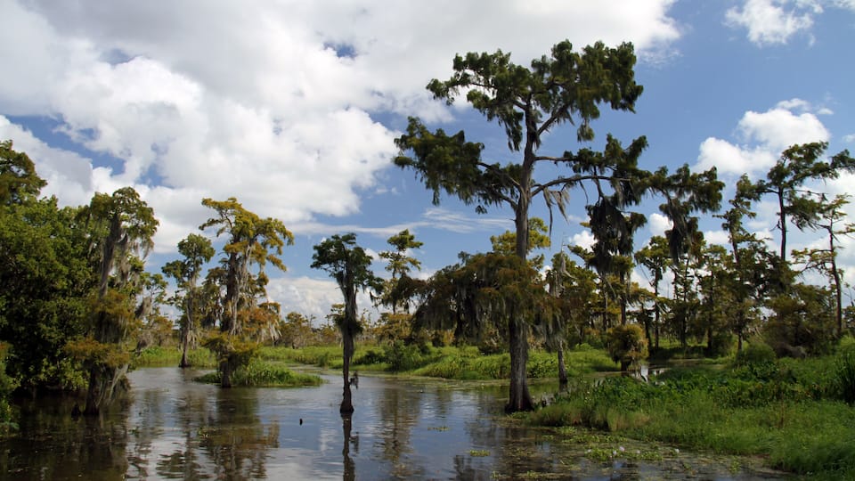 A swampy landscape with water, trees, and a partly cloudy sky.