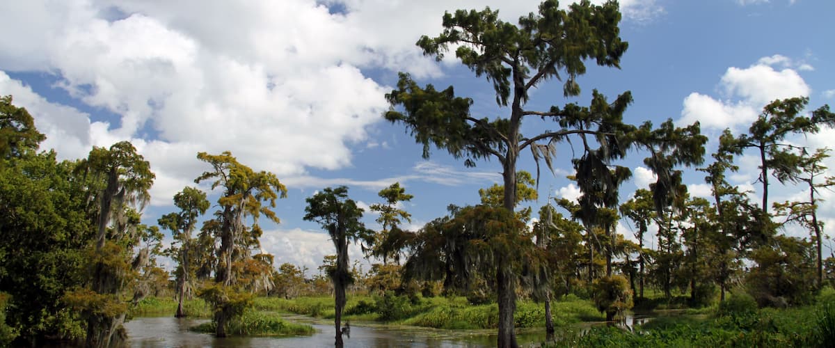 A swampy landscape with water, trees, and a partly cloudy sky.