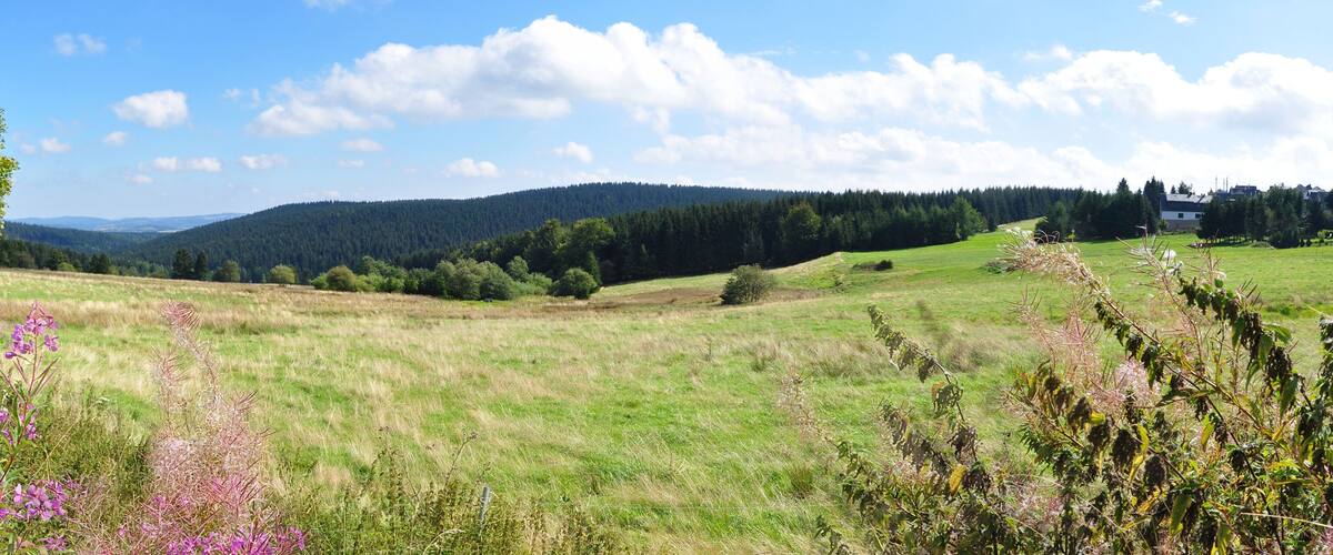 A grassy field with purple flowers, a forested hill, and a clear blue sky.