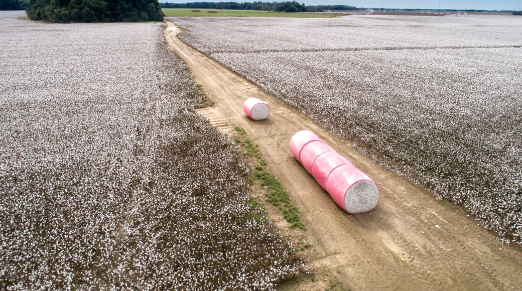 Cotton ready for harvest.