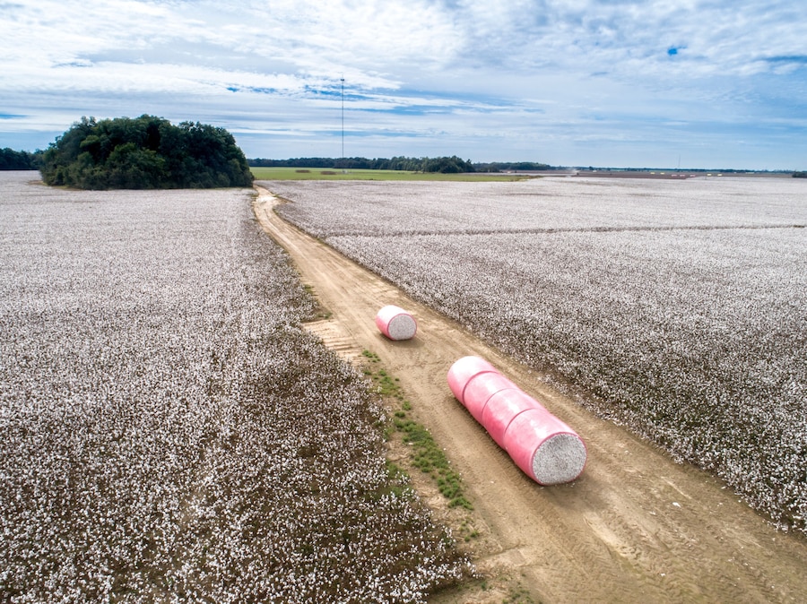Cotton ready for harvest.