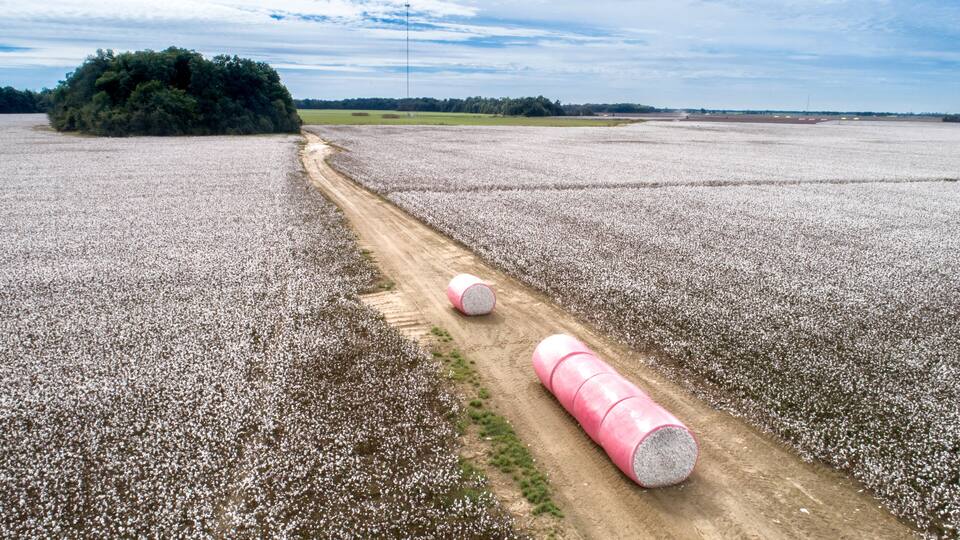 Cotton ready for harvest.