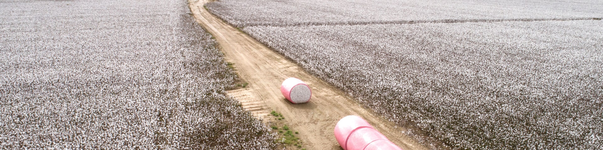 Cotton ready for harvest.