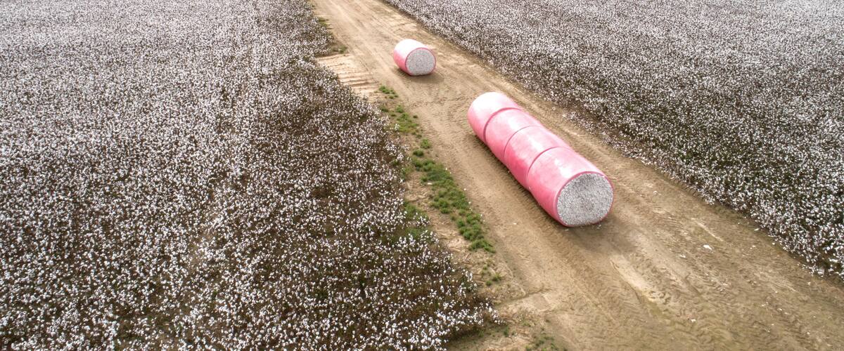A cotton field with a dirt path and large pink and white cylindrical objects.