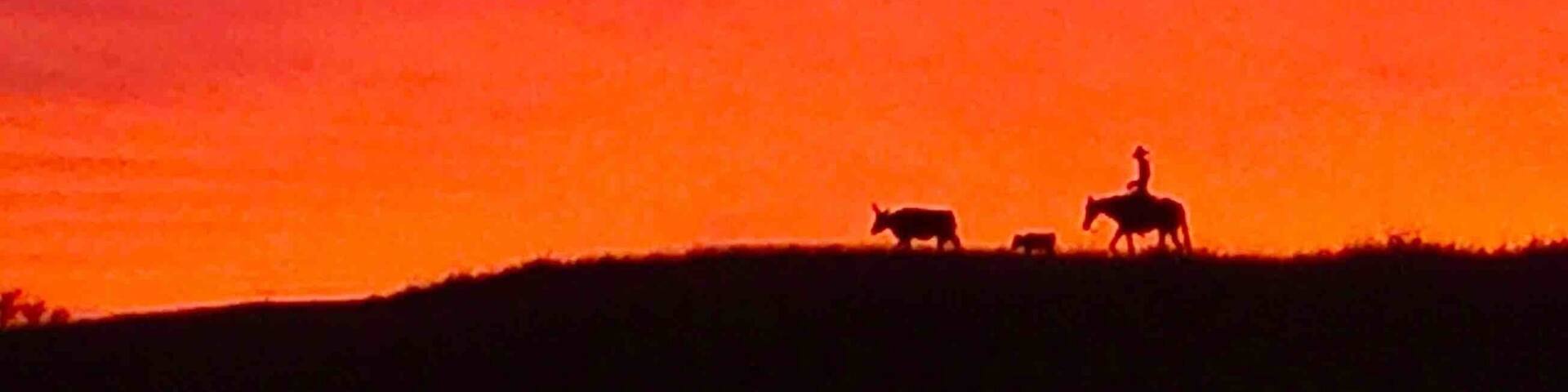Lonesome cowboy on the road north of Senoita. Do they always have beautiful sunsets?