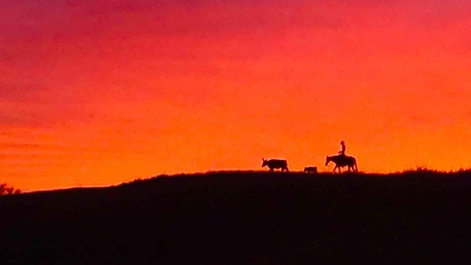 A silhouette of a cowboy on horseback, a cow, and a dog on a hill during sunset.