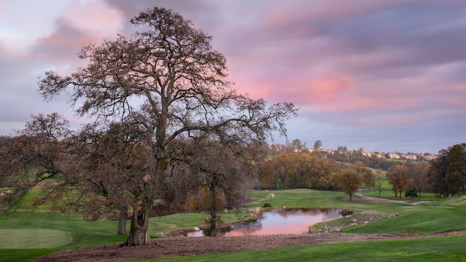 A large tree in a park with a pond and a golf course in the background.
