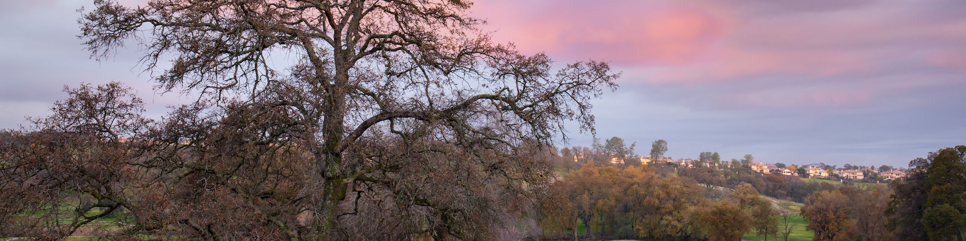 A native California oak tree on the green at a resort golf course in Lincoln, California under a vibrant colorful sunset, reflects into a nearby pond.; Shutterstock ID 573098329; Purchase Order: -
