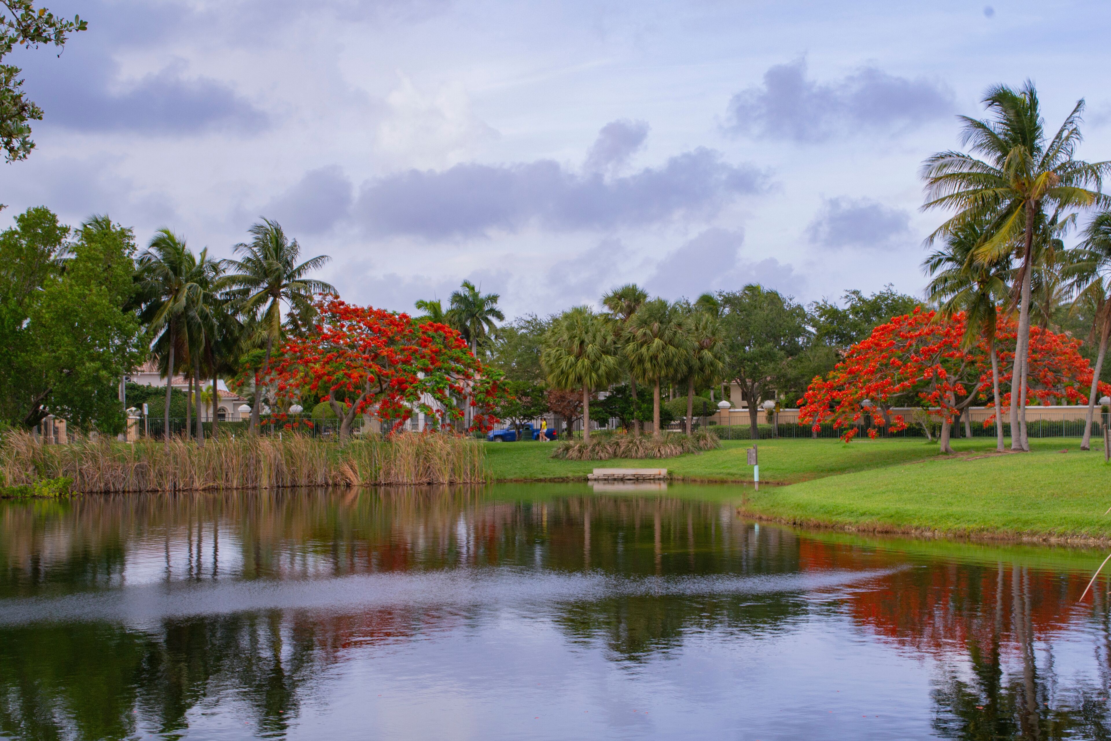  Royal Poinciana Flame Tree blooming in the park