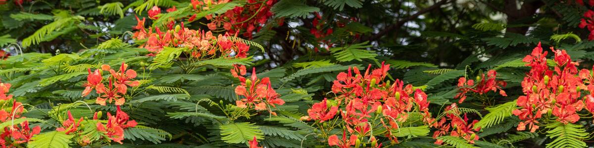 Delonix regia tree in bloom