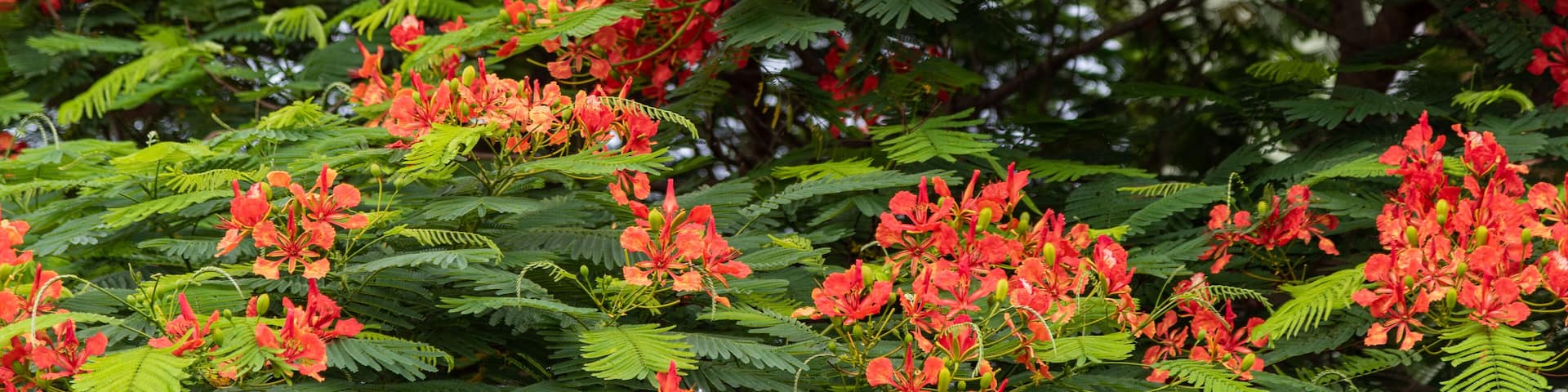 Delonix regia tree in bloom