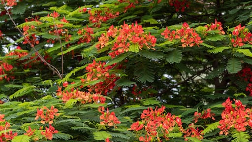 Delonix regia tree in bloom