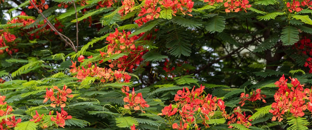 A dense cluster of red flowers with green foliage.