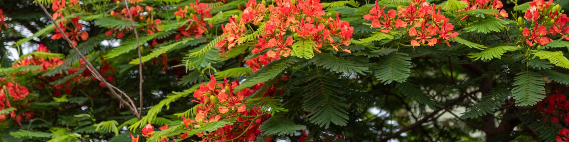 A dense cluster of red flowers with green foliage.