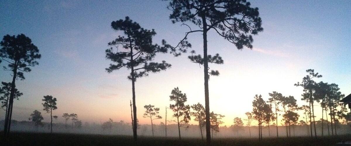 A forest of tall pine trees silhouetted against a sunrise sky.