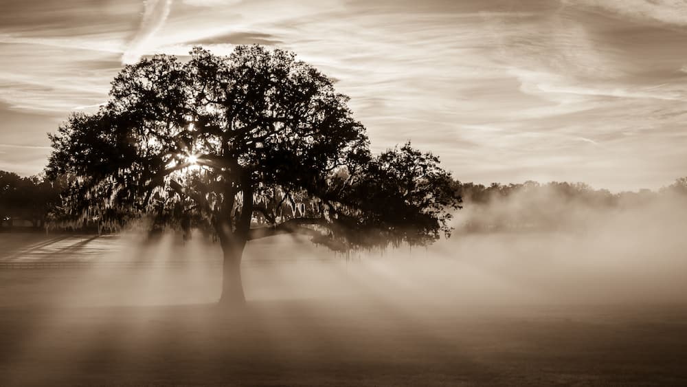A solitary tree with sunbeams piercing through its branches, set against a backdrop of a cloudy sky and a misty landscape.