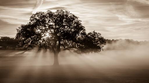 "Lecanto Light" February morning outside Lecanto, Florida. The dew that had accumulated on the grass from the night before created a surreal fog as the sun's rays warmed the air.
