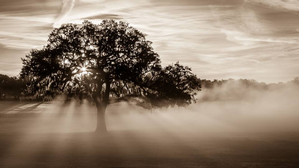 A solitary tree with sunbeams piercing through its branches, set against a backdrop of a cloudy sky and a misty landscape.