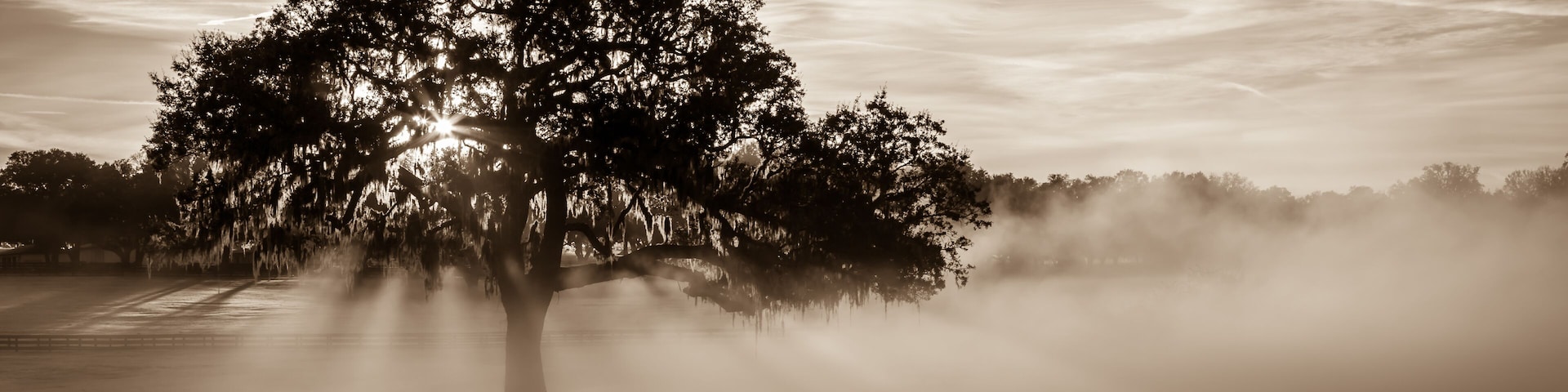 "Lecanto Light" February morning outside Lecanto, Florida. The dew that had accumulated on the grass from the night before created a surreal fog as the sun's rays warmed the air.