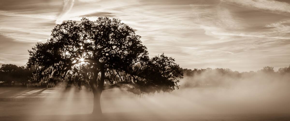 A solitary tree with sunbeams piercing through its branches, set against a backdrop of a cloudy sky and a misty landscape.