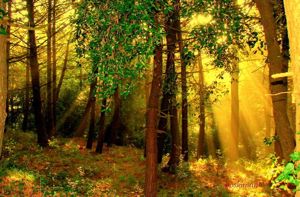 Mis primeros pinitos ,**la selva**