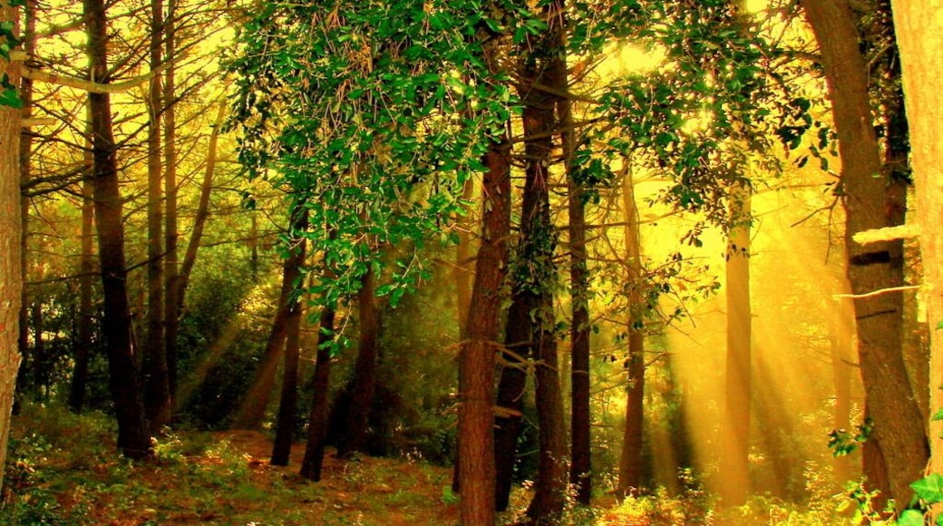 Mis primeros pinitos ,**la selva**