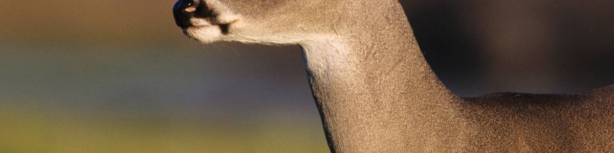 White-tailed Deer, Odocoileus virginianus, Buck, Choke Canyon State Park, Texas, USA, Oktober