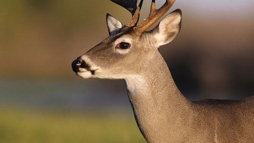 White-tailed Deer, Odocoileus virginianus, Buck, Choke Canyon State Park, Texas, USA, Oktober