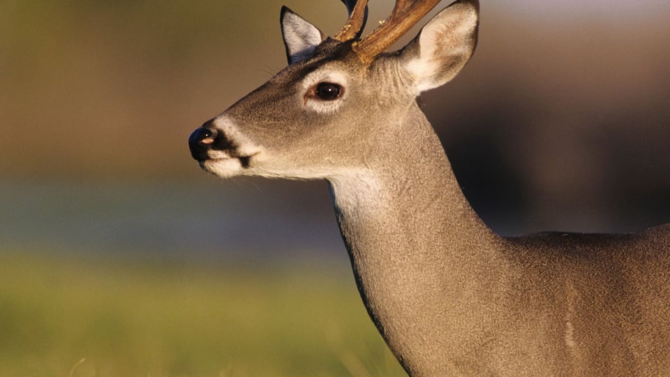 A deer with large antlers in a grassy field.
