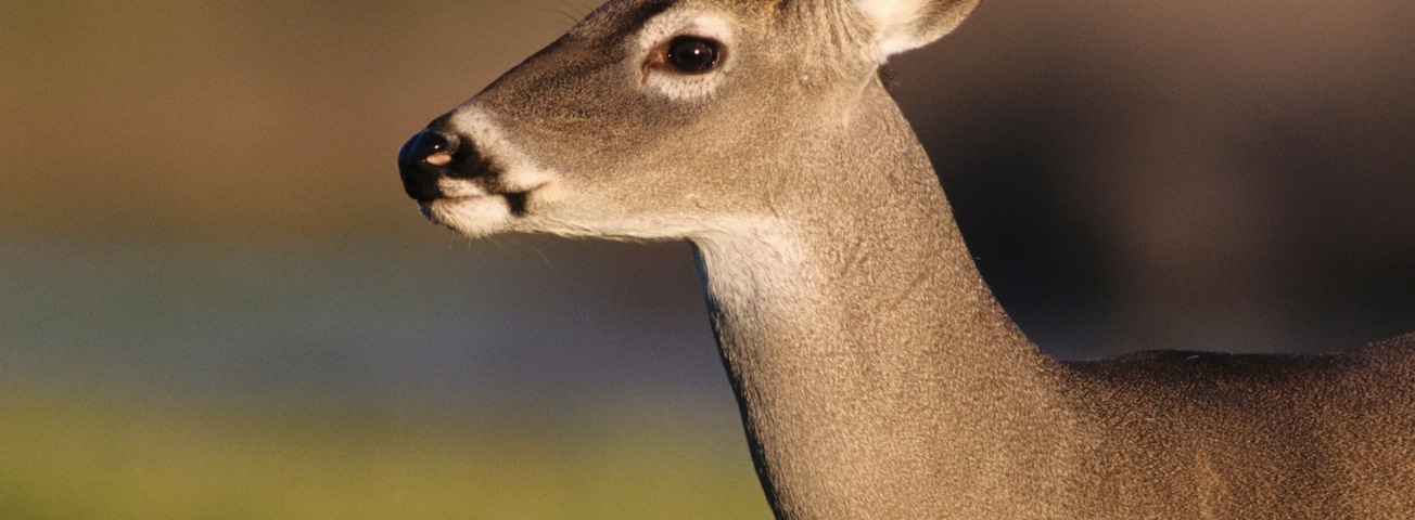 White-tailed Deer, Odocoileus virginianus, Buck, Choke Canyon State Park, Texas, USA, Oktober