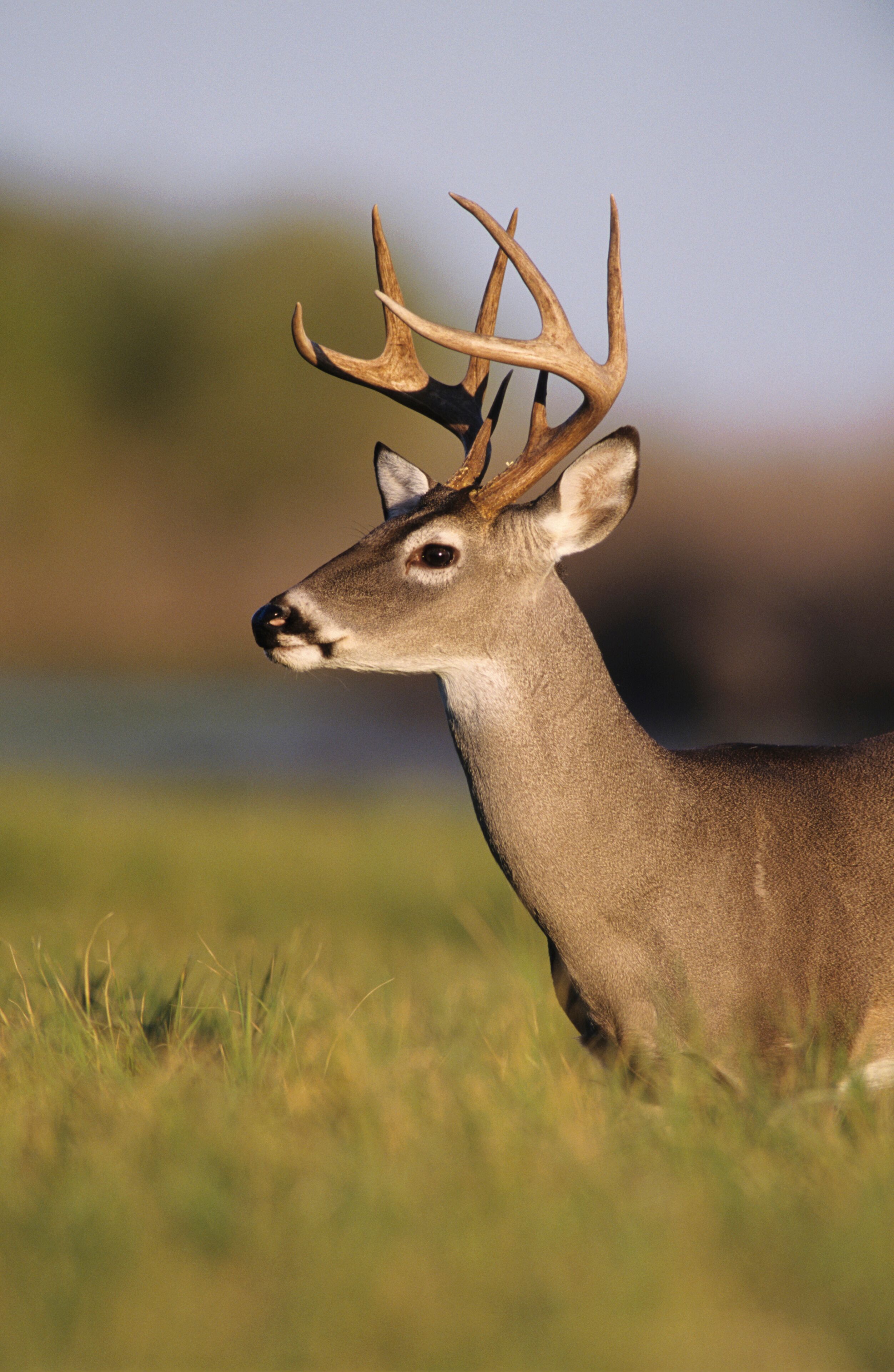 A deer with large antlers in a grassy field.