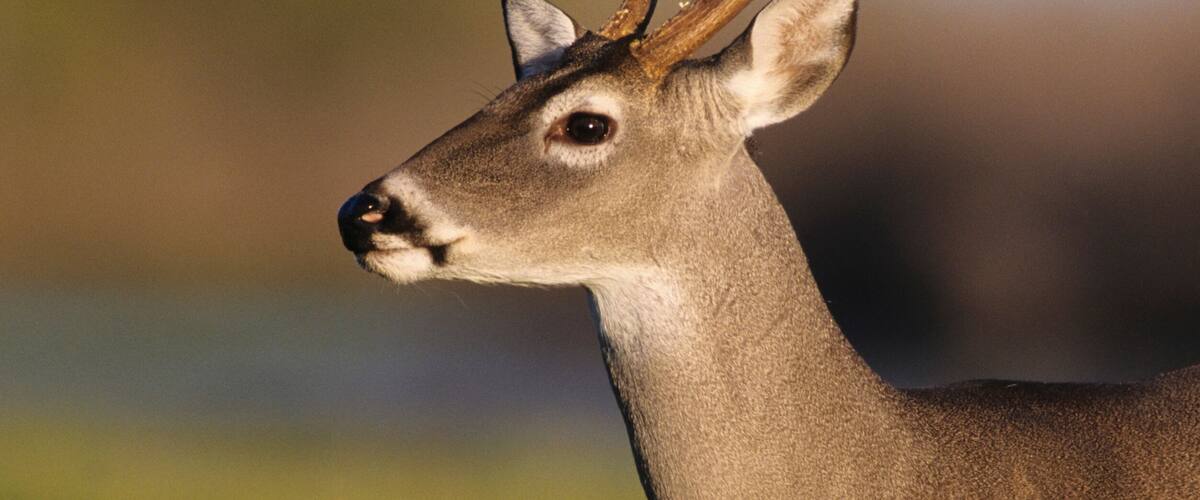 A deer with large antlers in a grassy field.