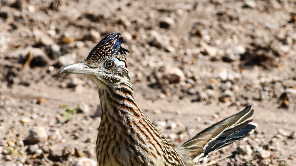 A bird with patterned plumage on a rocky ground with sparse vegetation.