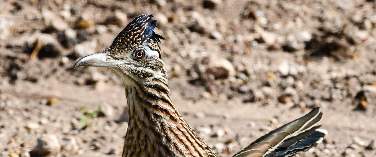 A bird with patterned plumage on a rocky ground with sparse vegetation.