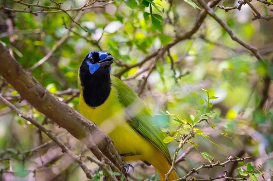 A Green Jay in Laguna Atascosa NWR, Texas
