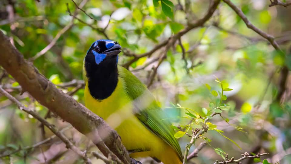 A bird with blue head and yellow body perched on a branch.