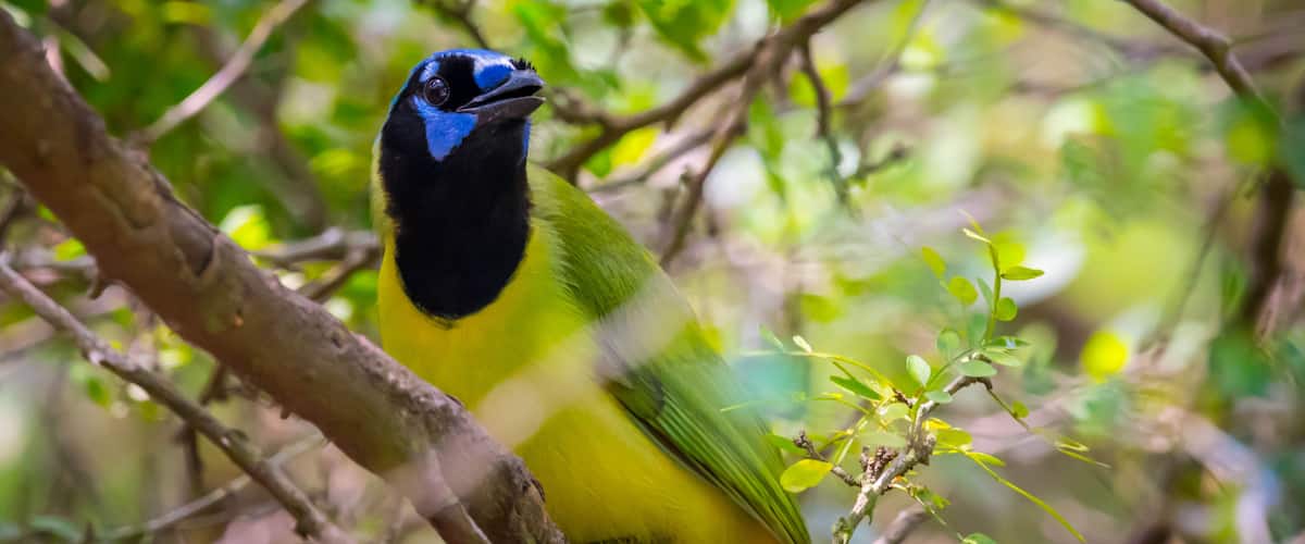 A Green Jay in Laguna Atascosa NWR, Texas