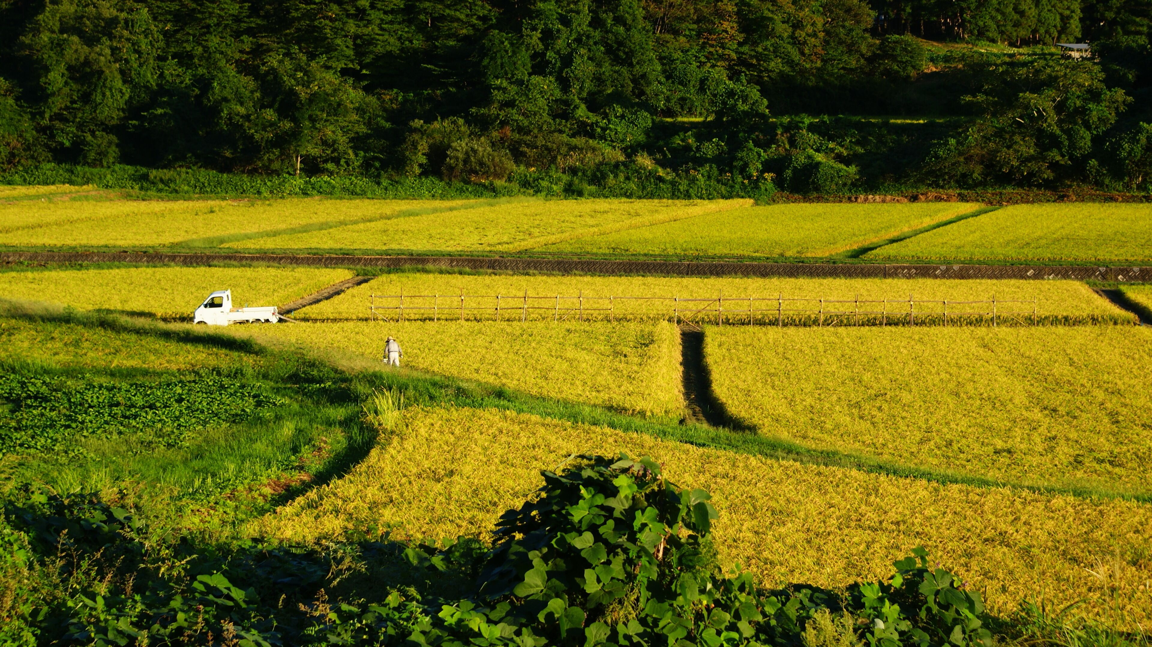 稲刈りの準備、花巻市
