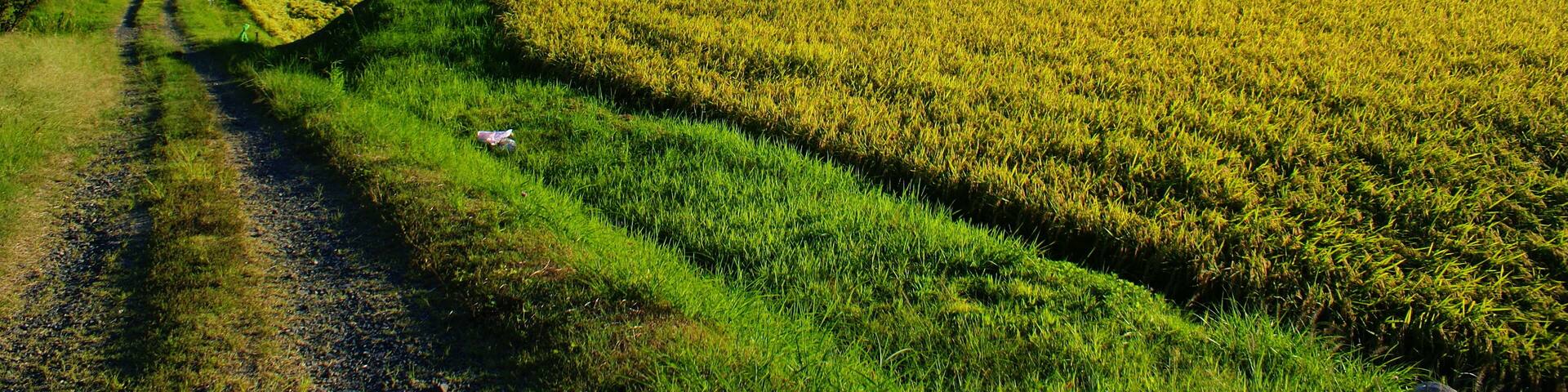 岩手県花巻市小山田の棚田