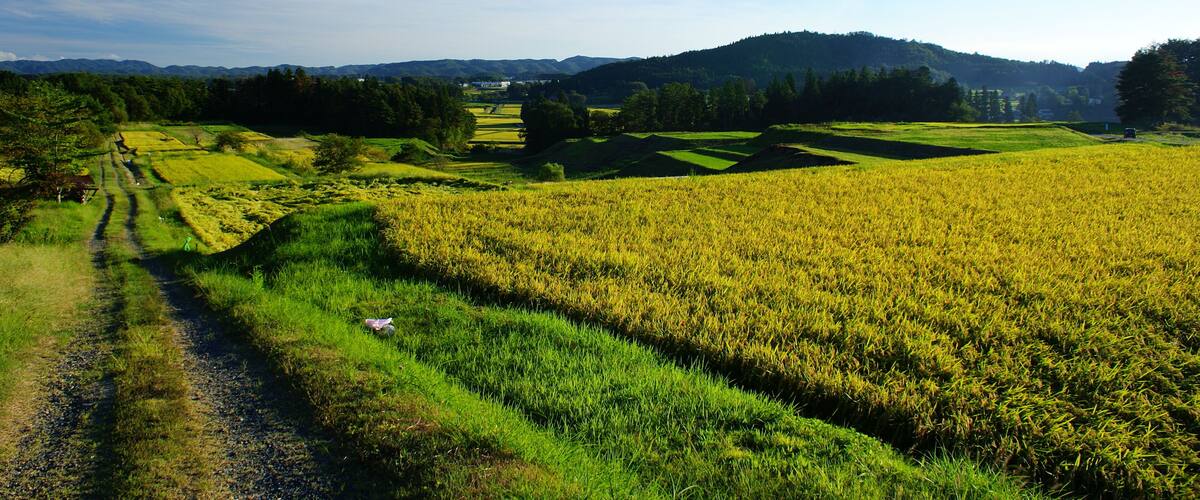 A rural landscape with a dirt path, fields of crops, and rolling hills in the background.
