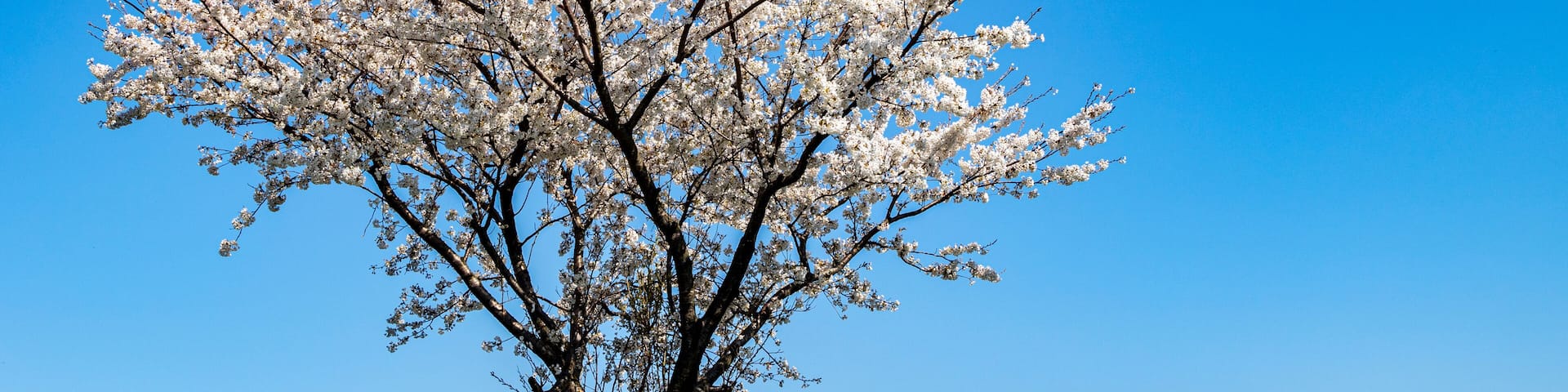 鳥海山と桜 絶景