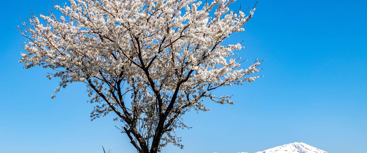 A snow-capped mountain in the background and a tree with white blossoms in the foreground.